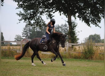 German Riding Pony, Mare, 12 years, 14,1 hh, Chestnut