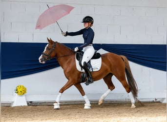 German Riding Pony, Mare, 12 years, 14,1 hh, Chestnut-Red