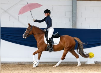 German Riding Pony, Mare, 12 years, 14,1 hh, Chestnut-Red