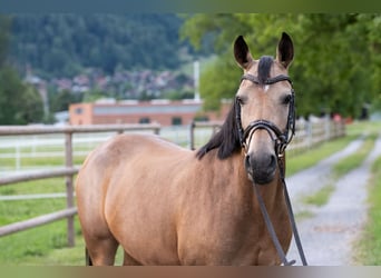 German Riding Pony, Mare, 12 years, 14,1 hh, Dun