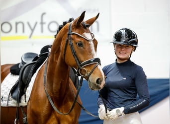 German Riding Pony, Mare, 12 years, 14,2 hh, Brown