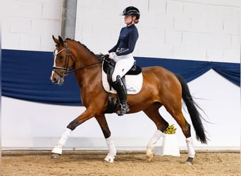 German Riding Pony, Mare, 12 years, 14,2 hh, Brown