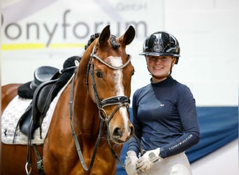 German Riding Pony, Mare, 12 years, 14,2 hh, Brown