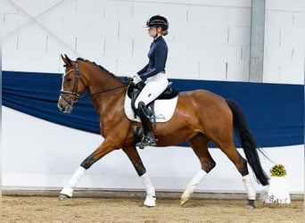 German Riding Pony, Mare, 12 years, 14,2 hh, Brown