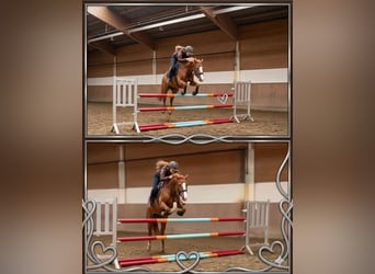 German Riding Pony, Mare, 12 years, 14,2 hh, Chestnut-Red