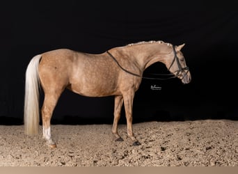 German Riding Pony, Mare, 12 years, 14,2 hh, Palomino