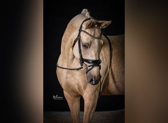 German Riding Pony, Mare, 12 years, 14,2 hh, Palomino