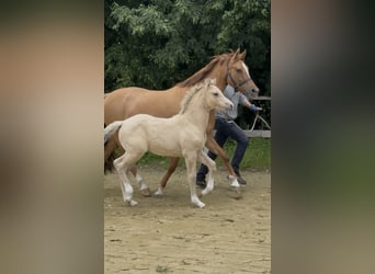 German Riding Pony, Mare, 12 years, 14,2 hh, Red Dun