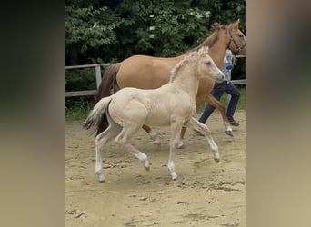 German Riding Pony, Mare, 12 years, 14,2 hh, Red Dun