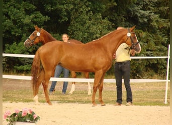 German Riding Pony, Mare, 12 years, 14,3 hh, Chestnut-Red