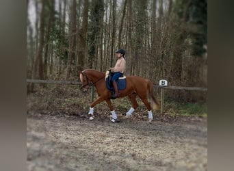 German Riding Pony, Mare, 12 years, 15 hh, Chestnut-Red