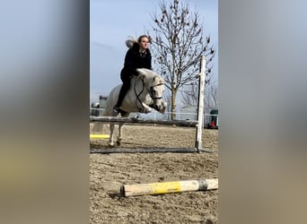 German Riding Pony, Mare, 13 years, 11.2 hh, Gray