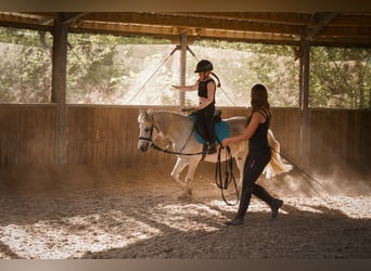 German Riding Pony, Mare, 13 years, 12 hh, Gray-Fleabitten