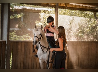 German Riding Pony, Mare, 13 years, 12 hh, Gray-Fleabitten