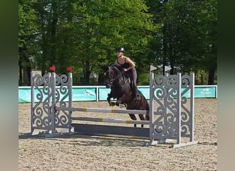 German Riding Pony, Mare, 13 years, 13.2 hh, Black