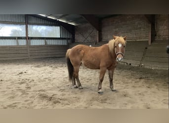 German Riding Pony Mix, Mare, 13 years, 13.3 hh, Chestnut-Red