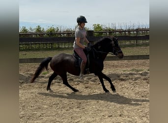 German Riding Pony, Mare, 13 years, 13,2 hh, Brown