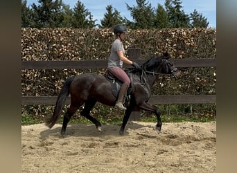 German Riding Pony, Mare, 13 years, 13,2 hh, Brown