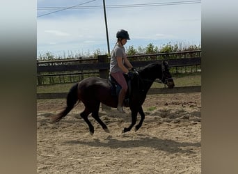 German Riding Pony, Mare, 13 years, 13,2 hh, Brown