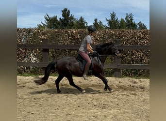 German Riding Pony, Mare, 13 years, 13,2 hh, Brown
