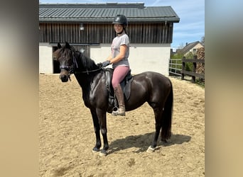 German Riding Pony, Mare, 13 years, 13,2 hh, Brown