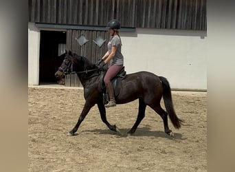 German Riding Pony, Mare, 13 years, 13,2 hh, Brown