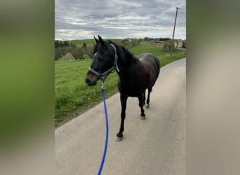 German Riding Pony, Mare, 13 years, 13,2 hh, Brown