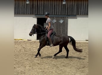 German Riding Pony, Mare, 13 years, 13,2 hh, Brown