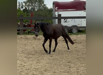 German Riding Pony, Mare, 13 years, 13,2 hh, Brown
