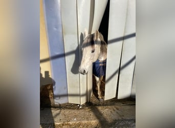 German Riding Pony, Mare, 13 years, 13,3 hh, Grey