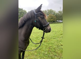 German Riding Pony, Mare, 13 years, 13,3 hh, Smoky-Black