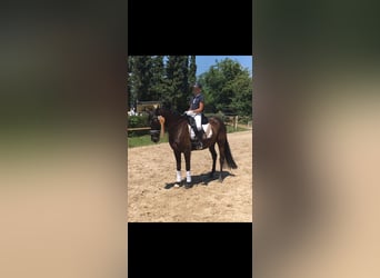 German Riding Pony, Mare, 13 years, 14,1 hh, Bay-Dark