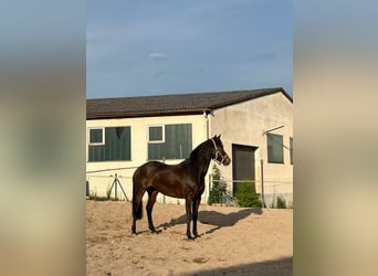 German Riding Pony, Mare, 13 years, 14.1 hh, Bay-Dark