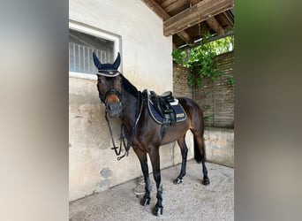 German Riding Pony, Mare, 13 years, 14.1 hh, Bay-Dark