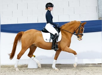 German Riding Pony, Mare, 13 years, 14.1 hh, Chestnut-Red