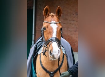 German Riding Pony, Mare, 13 years, 14.1 hh, Chestnut-Red