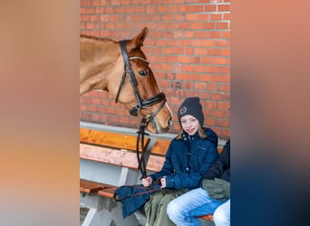 German Riding Pony, Mare, 13 years, 14.1 hh, Chestnut-Red