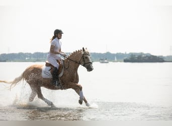German Riding Pony, Mare, 13 years, 14.1 hh, Palomino