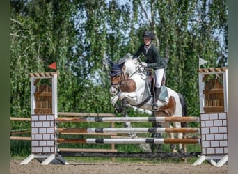 German Riding Pony, Mare, 13 years, 14.1 hh, Pinto