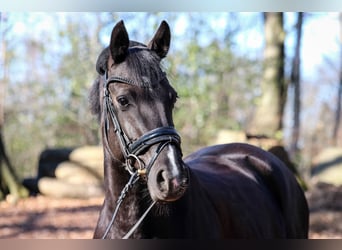 German Riding Pony, Mare, 13 years, 14,1 hh, Smoky-Black