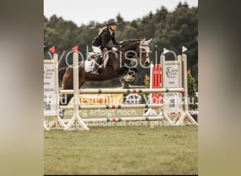 German Riding Pony, Mare, 13 years, 14.2 hh, Bay-Dark