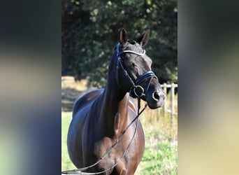 German Riding Pony, Mare, 13 years, 14,2 hh, Black