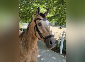 German Riding Pony, Mare, 13 years, 14.2 hh, Buckskin