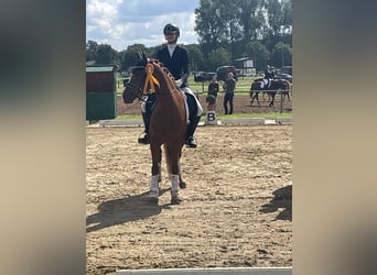 German Riding Pony, Mare, 13 years, 14,2 hh, Chestnut-Red