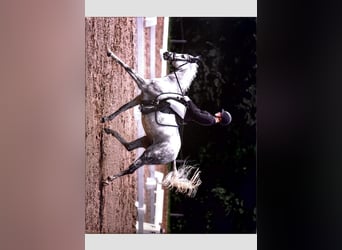 German Riding Pony, Mare, 13 years, 14,2 hh, Gray