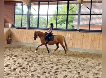 German Riding Pony, Mare, 13 years, 14.2 hh, Red Dun