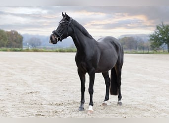 German Riding Pony, Mare, 13 years, 14,2 hh, Smoky-Black