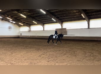 German Riding Pony, Mare, 13 years, 14,2 hh, Smoky-Black