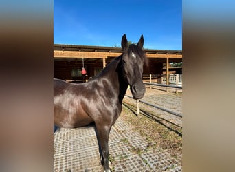 German Riding Pony, Mare, 13 years, 14 hh, Black