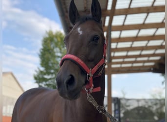 German Riding Pony, Mare, 13 years, 14 hh, Brown